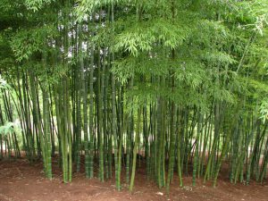 BAMBOO FOREST