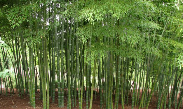 BAMBOO, THE REST OF THE STORY